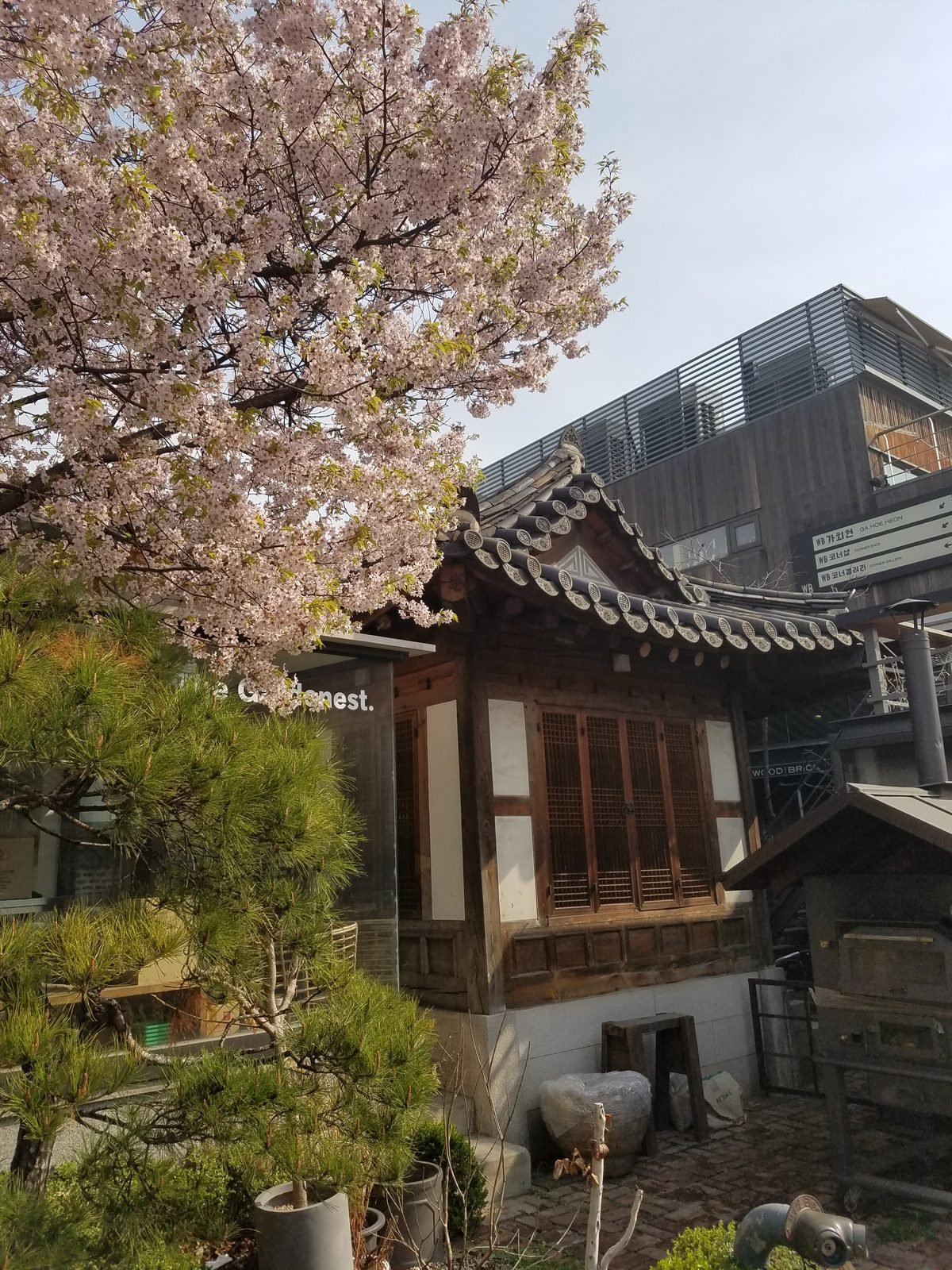 北村の住宅地の韓屋の屋根と満開の桜を写した様子